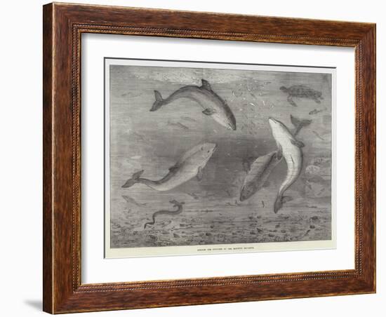 Feeding the Porpoises at the Brighton Aquarium-Samuel Read-Framed Giclee Print