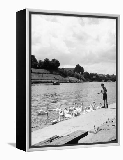 Feeding the Swans-null-Framed Premier Image Canvas