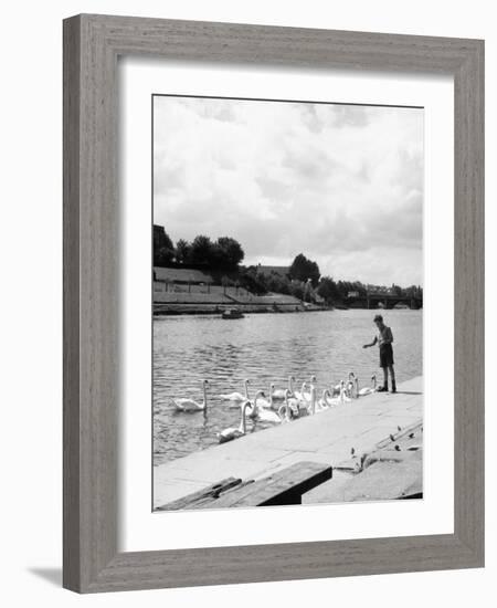 Feeding the Swans-null-Framed Photographic Print