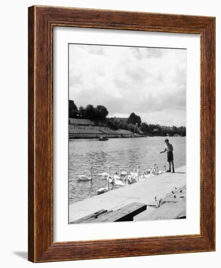 Feeding the Swans-null-Framed Photographic Print