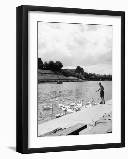 Feeding the Swans-null-Framed Photographic Print