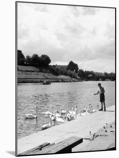 Feeding the Swans-null-Mounted Photographic Print