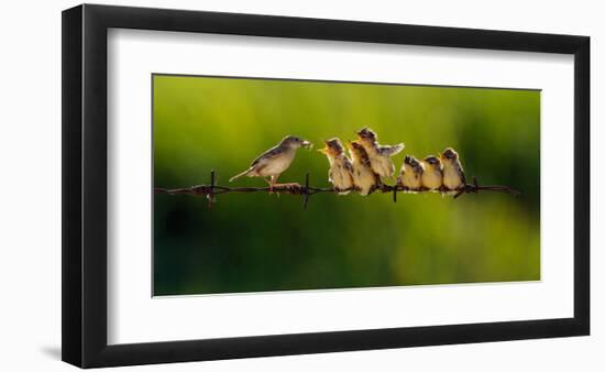 Feeding Time-null-Framed Art Print