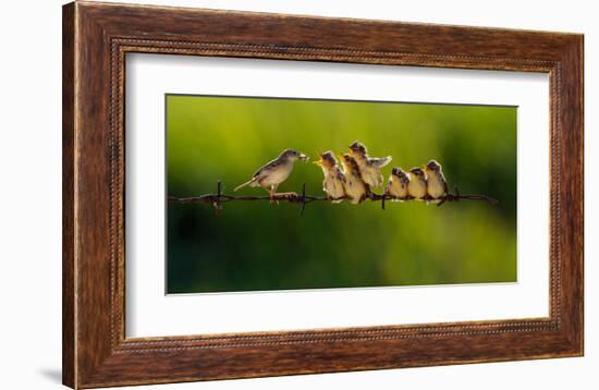 Feeding Time-null-Framed Art Print