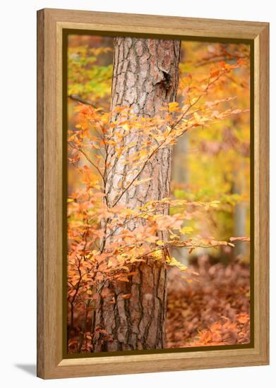 Feel Like Falling-Philippe Sainte-Laudy-Framed Premier Image Canvas