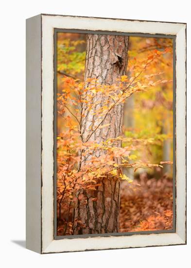 Feel Like Falling-Philippe Sainte-Laudy-Framed Premier Image Canvas