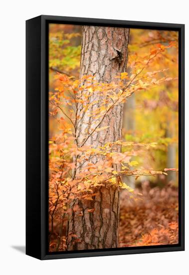 Feel Like Falling-Philippe Sainte-Laudy-Framed Premier Image Canvas