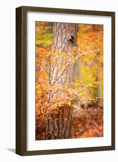 Feel Like Falling-Philippe Sainte-Laudy-Framed Photographic Print