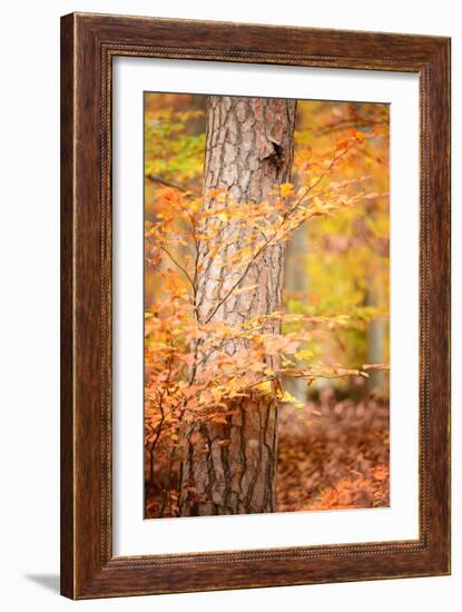 Feel Like Falling-Philippe Sainte-Laudy-Framed Photographic Print