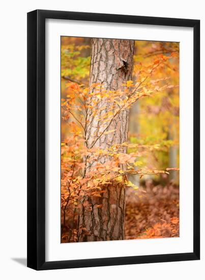 Feel Like Falling-Philippe Sainte-Laudy-Framed Photographic Print