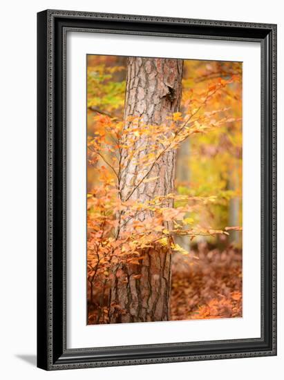 Feel Like Falling-Philippe Sainte-Laudy-Framed Photographic Print