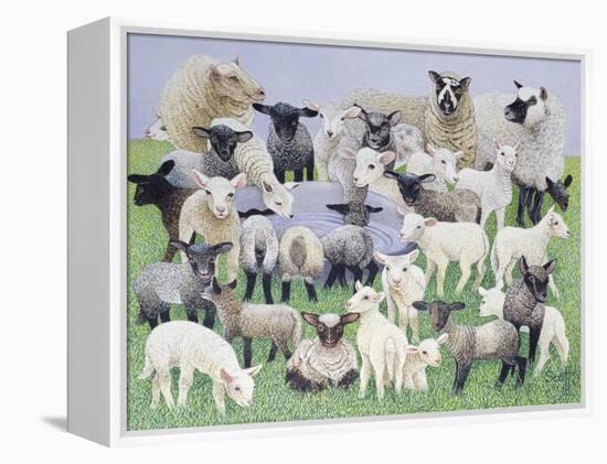 Feeling Sheepish-Pat Scott-Framed Premier Image Canvas
