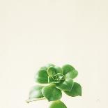 Succulent Simplicity VIII Neutral-Felicity Bradley-Art Print