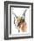 Feline (Arabian Caracal), 2009-Mark Adlington-Framed Giclee Print