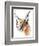 Feline (Arabian Caracal), 2009-Mark Adlington-Framed Giclee Print