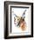 Feline (Arabian Caracal), 2009-Mark Adlington-Framed Giclee Print