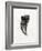 Feline Tooth, 2014-Bella Larsson-Framed Giclee Print