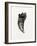 Feline Tooth, 2014-Bella Larsson-Framed Giclee Print