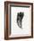 Feline Tooth, 2014-Bella Larsson-Framed Giclee Print