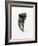 Feline Tooth, 2014-Bella Larsson-Framed Giclee Print