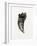 Feline Tooth, 2014-Bella Larsson-Framed Giclee Print