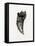 Feline Tooth, 2014-Bella Larsson-Framed Premier Image Canvas