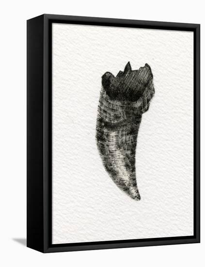 Feline Tooth, 2014-Bella Larsson-Framed Premier Image Canvas