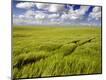 Photographic Print