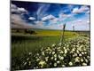 Photographic Print