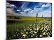 Photographic Print