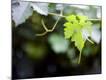 Premium Photographic Print