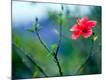 Premium Photographic Print