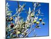 Premium Photographic Print