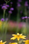 Yellow Flower in a Garden-Felipe Rodríguez-Framed Photographic Print
