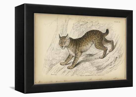 Felis Canadenis Lynx-null-Framed Stretched Canvas