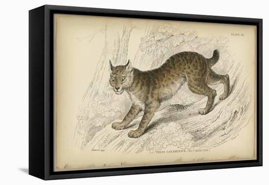 Felis Canadenis Lynx-null-Framed Stretched Canvas