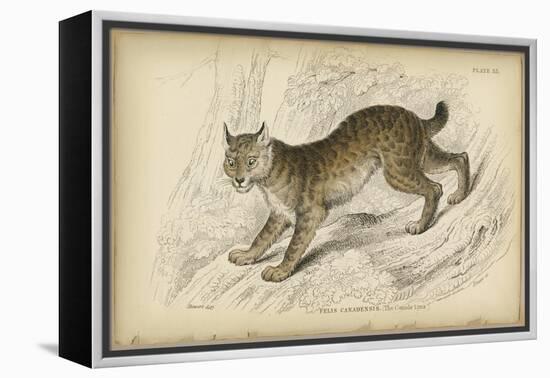 Felis Canadenis Lynx-null-Framed Stretched Canvas