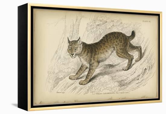 Felis Canadenis Lynx-null-Framed Stretched Canvas