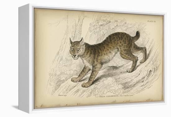 Felis Canadenis Lynx-null-Framed Stretched Canvas