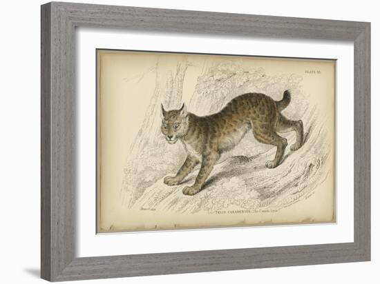 Felis Canadenis Lynx-null-Framed Art Print
