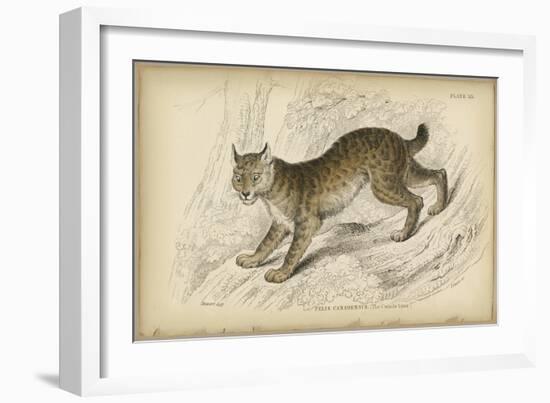 Felis Canadenis Lynx-null-Framed Art Print