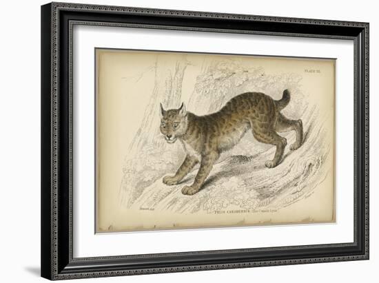 Felis Canadenis Lynx-null-Framed Art Print