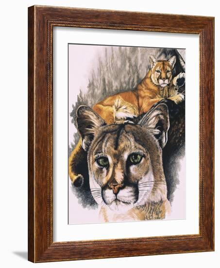 Felis Concolor Cory-Barbara Keith-Framed Giclee Print