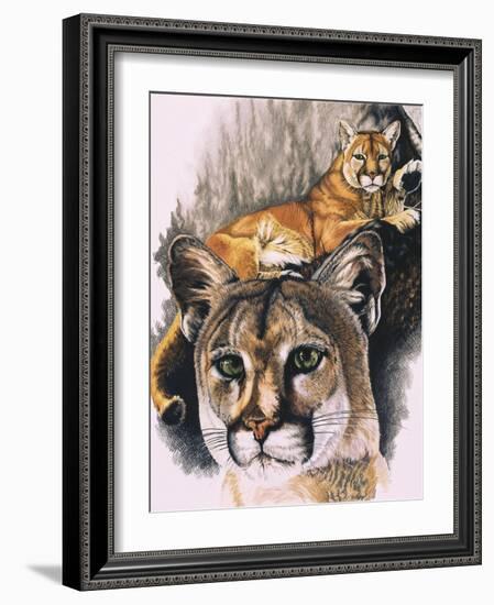 Felis Concolor Cory-Barbara Keith-Framed Giclee Print