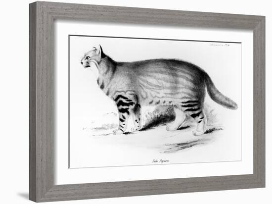 Felis Pajeros, Plate 9 from Zoology of the Voyage of the Beagle: Mammals by Charles Darwin-John Gould-Framed Giclee Print