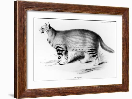 Felis Pajeros, Plate 9 from Zoology of the Voyage of the Beagle: Mammals by Charles Darwin-John Gould-Framed Giclee Print