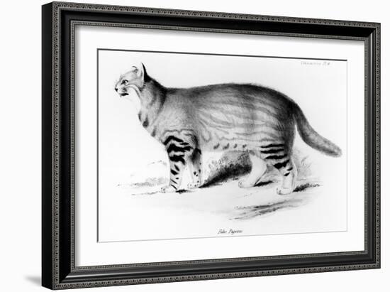 Felis Pajeros, Plate 9 from Zoology of the Voyage of the Beagle: Mammals by Charles Darwin-John Gould-Framed Giclee Print