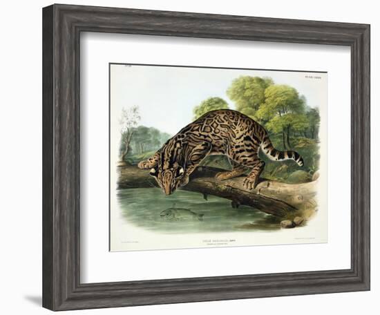 Felis Pardalis (Ocelot or Leopard-Cat), Plate 86 from 'Quadrupeds of North America', Engraved by…-John Woodhouse Audubon-Framed Giclee Print