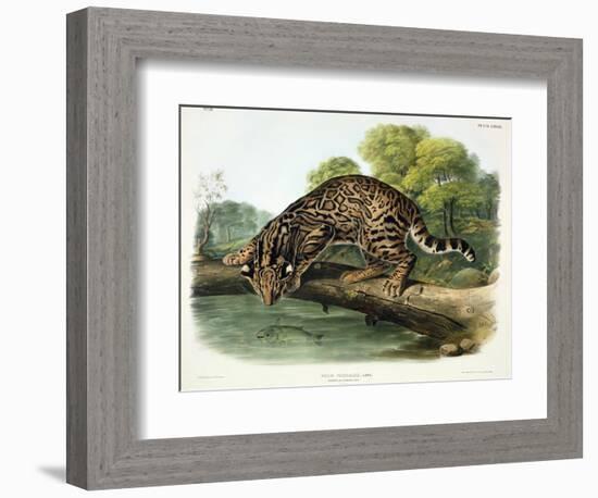 Felis Pardalis (Ocelot or Leopard-Cat), Plate 86 from 'Quadrupeds of North America', Engraved by…-John Woodhouse Audubon-Framed Giclee Print