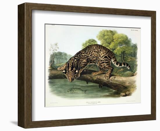 Felis Pardalis (Ocelot or Leopard-Cat), Plate 86 from 'Quadrupeds of North America', Engraved by…-John Woodhouse Audubon-Framed Giclee Print